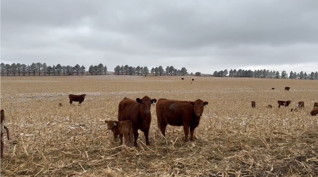 HP307A5 1 iron – Uniform – 1000 lb – Red Angus heifer pairs!